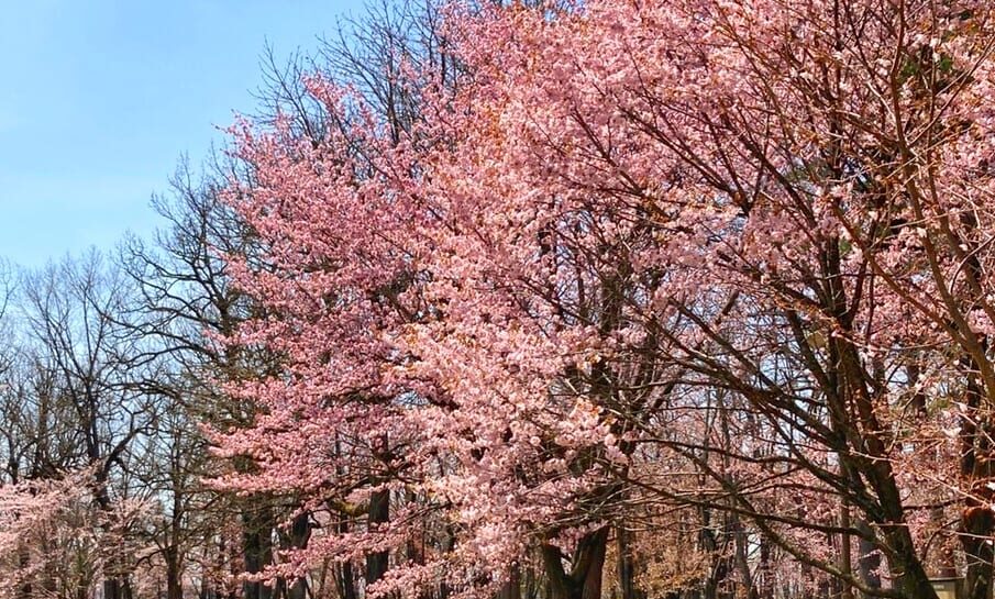 北海道帯広市 2026年4月 桜開花 予想日 満開 早咲き 森末整形外科医院 緑ヶ丘公園 2026年 〒080-0013 北海道帯広市西3条南5丁目15 帯広おでかけ 帯広ゴールデンウイーク 帯広GW 帯広テイクアウト 帯広 グリーンパーク 緑ヶ丘公園 桜 写真映像工場くろかりんとう 撮影会