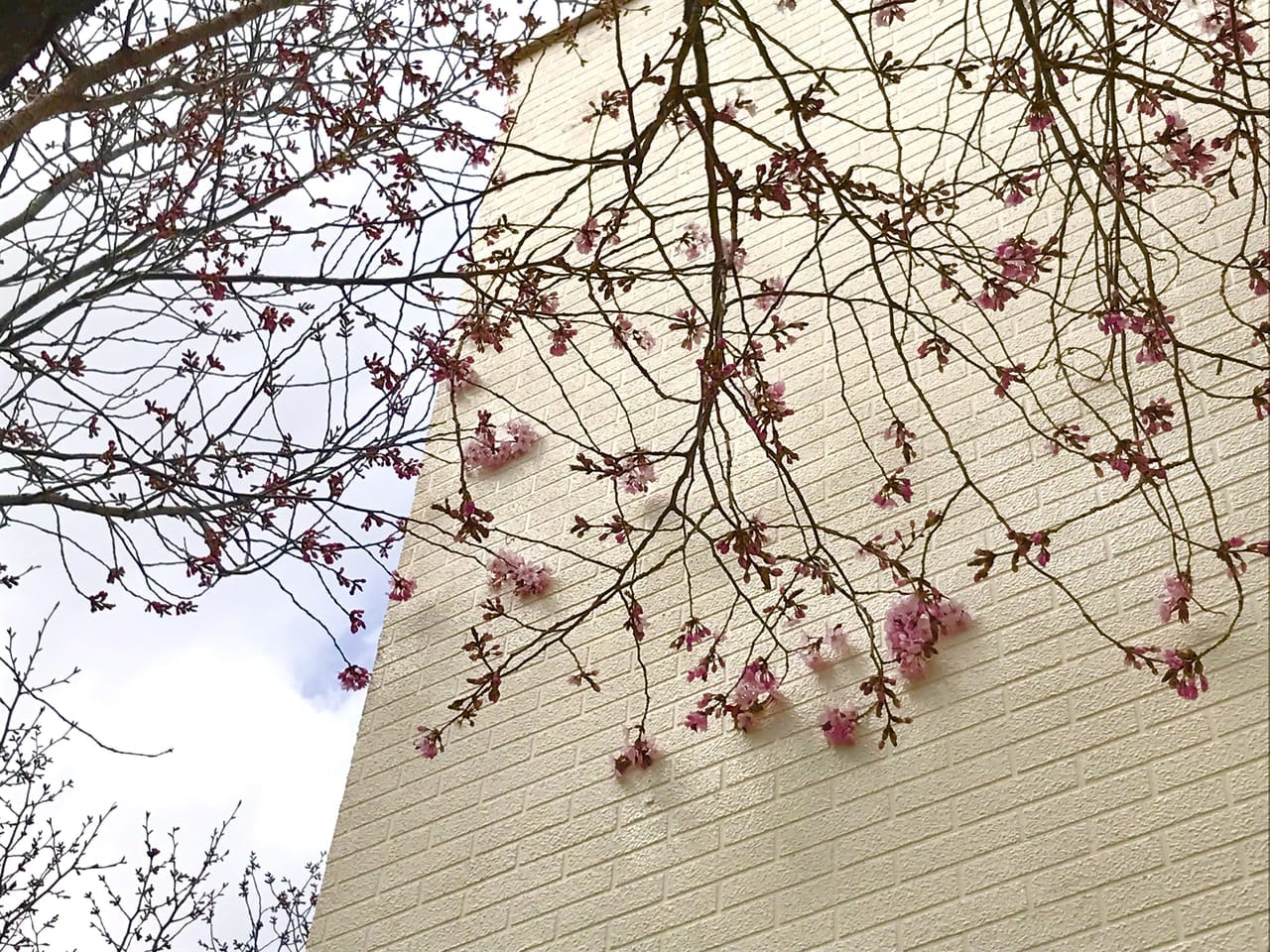 帯広市　桜開花　予想日　満開　早咲き　森末整形外科医院　緑ヶ丘公園　2023年