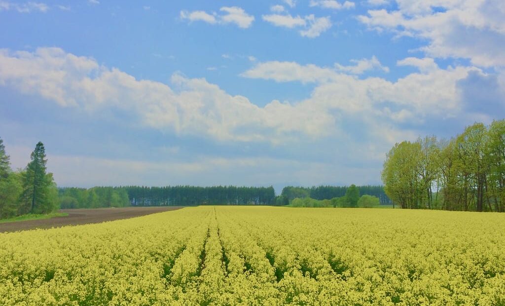 収穫感謝祭　2025年10月26日（日）　bakery chemin ベーカリーシュマン　パン屋さん　2023年12月2日（土）大安　新規開店　帯広市　開店　グランドオープン　新規開店　ベーカリー シュマン　パン屋さん　パン屋　小麦畑　十勝　十勝の四季　菜の花畑　合同会社 十勝とやま農場　帯広市　美栄町　清川　紫竹ガーデン　ジンギスカン白樺帯広本店