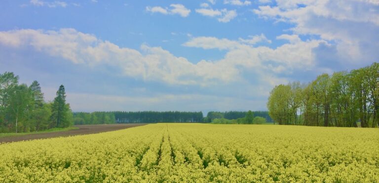 収穫感謝祭　2025年10月26日（日）　bakery chemin ベーカリーシュマン　パン屋さん　2023年12月2日（土）大安　新規開店　帯広市　開店　グランドオープン　新規開店　ベーカリー シュマン　パン屋さん　パン屋　小麦畑　十勝　十勝の四季　菜の花畑　合同会社 十勝とやま農場　帯広市　美栄町　清川　紫竹ガーデン　ジンギスカン白樺帯広本店
