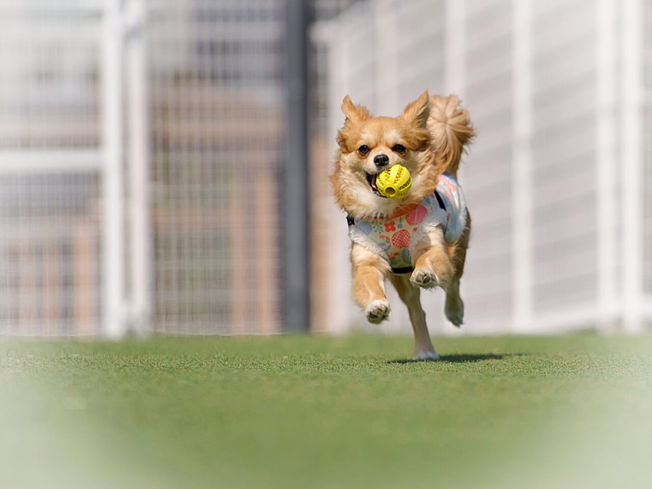 冬季期間　営業時間　ドッグラン　2025年閉鎖　なつぞら公園　2026年　開放　道の駅おとふけ なつぞらのふる里　〒080-0346 北海道河東郡音更町なつぞら２　音更町 帯広市　音更町　帯広観光　十勝観光　インデアンカレー　インデアンなつぞら店　限定　北海道　駐車場　営業時間　オープン　開店