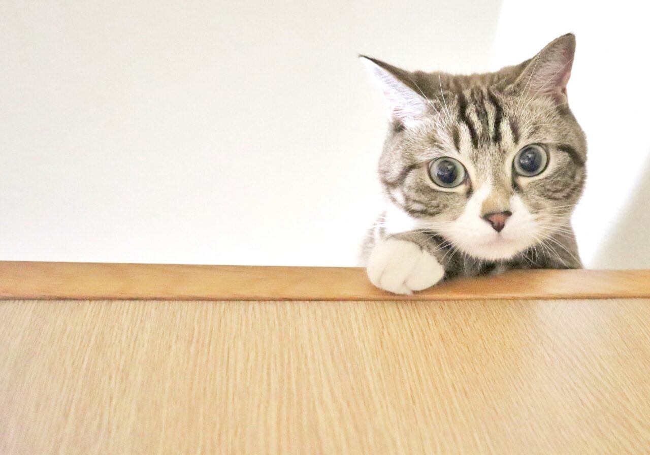 DCM稲田店　〒080-0831 北海道帯広市稲田町南９線西９－１　フレスポスズランプラザ　ペットショップ　閉店　ケン＆ワン　2025年11月30日（日）閉店　リニューアルオープン　2026年1月4日（日）　ペットショップスマイル　音更町　猫専門店　2026年1月2日（金）　コメリ帯広南店　ワンちゃん専門店　リニューアルオープン　新規開店　開店　新規オープン　オープン　〒080-0871 北海道帯広市清流東２丁目１２−６