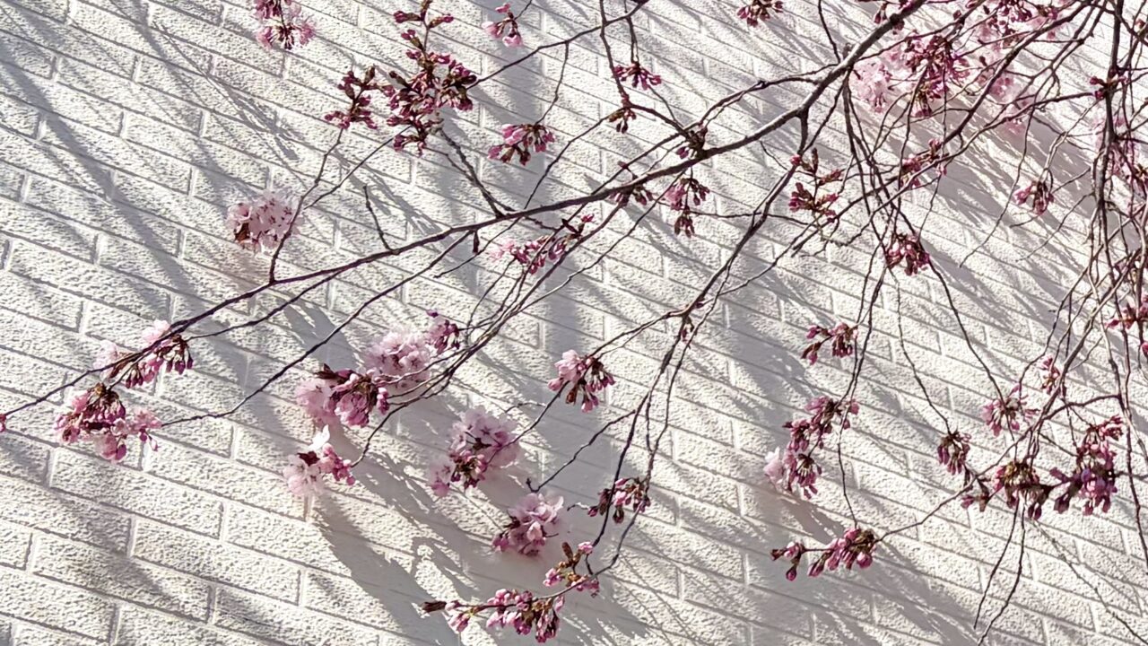 北海道帯広市 2026年4月 桜開花 予想日 満開 早咲き 森末整形外科医院 緑ヶ丘公園 2026年 〒080-0013 北海道帯広市西3条南5丁目15 帯広おでかけ 帯広ゴールデンウイーク 帯広GW 帯広テイクアウト