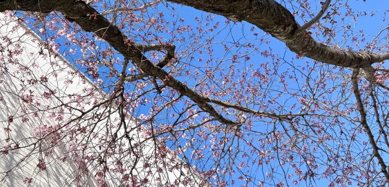 北海道帯広市 2026年4月 桜開花 予想日 満開 早咲き 森末整形外科医院 緑ヶ丘公園 2026年 〒080-0013 北海道帯広市西3条南5丁目15 帯広おでかけ 帯広ゴールデンウイーク 帯広GW 帯広テイクアウト