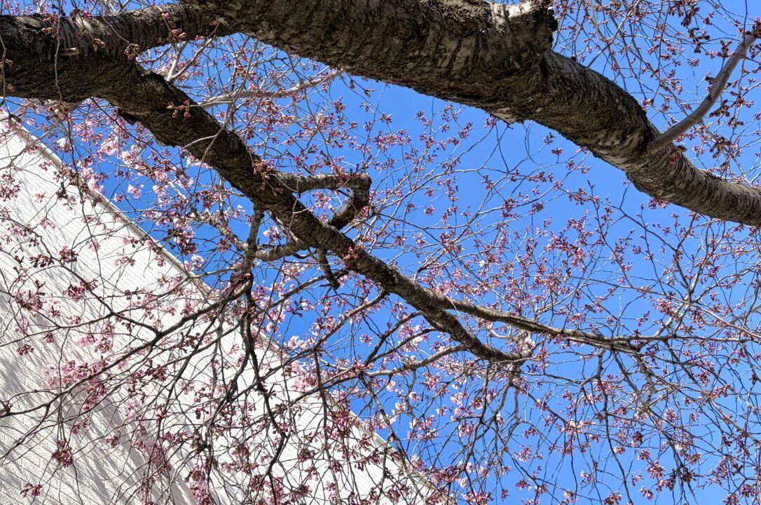 北海道帯広市　2026年4月　桜開花　予想日　満開　早咲き　森末整形外科医院　緑ヶ丘公園　2026年　〒080-0013 北海道帯広市西３条南５丁目１５　帯広おでかけ　帯広ゴールデンウイーク　帯広GW　帯広テイクアウト